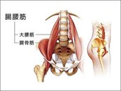 産後骨盤の歪みの原因となる筋肉（インナーマッスル）