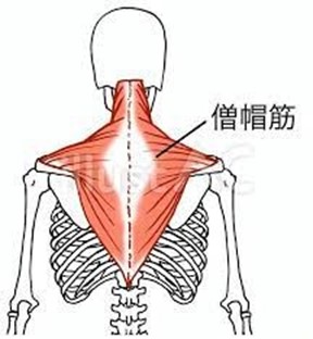 背中の痛みの原因になりやすい筋肉